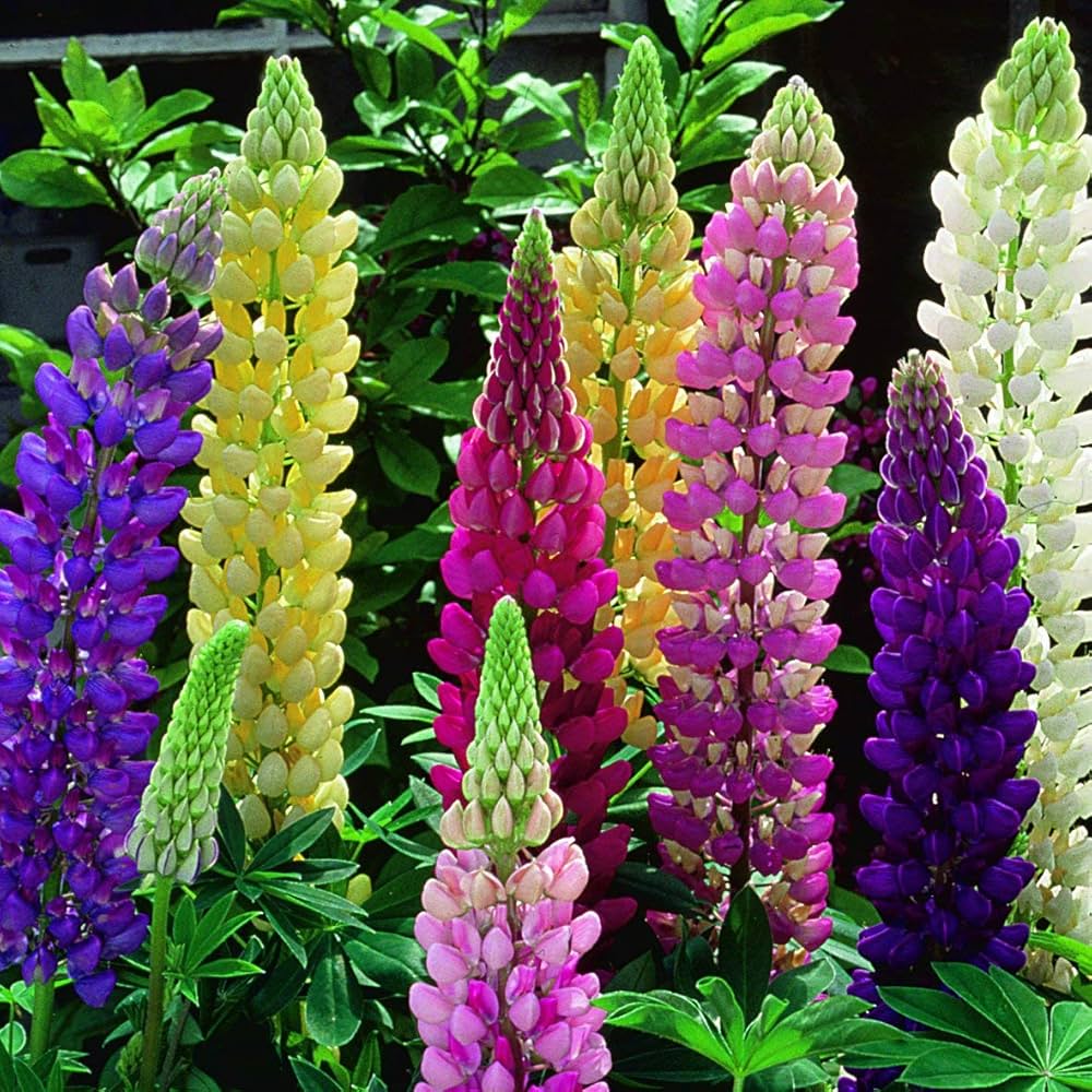 mixed russell flower seeds