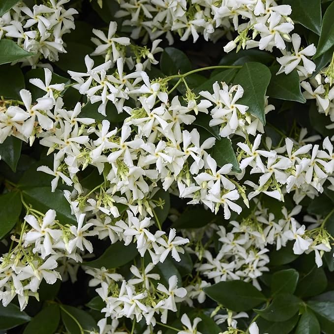 jasmine jasminum flower seeds