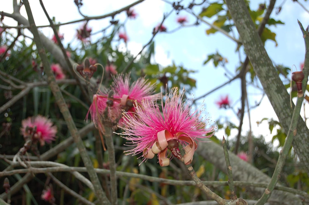 Flower Seeds, Seeds for Planting, Plant Seeds