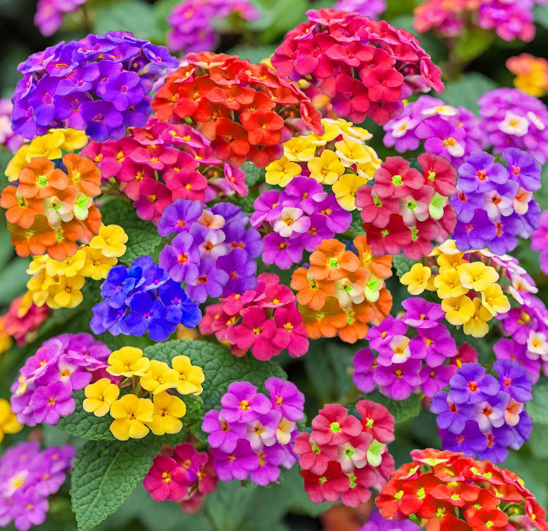 where are the seeds on a lantana plant Lantana Mix Flower Seeds for Garden Planting – Non-GMO Heirloom Organic Garden Seeds, High Germination
