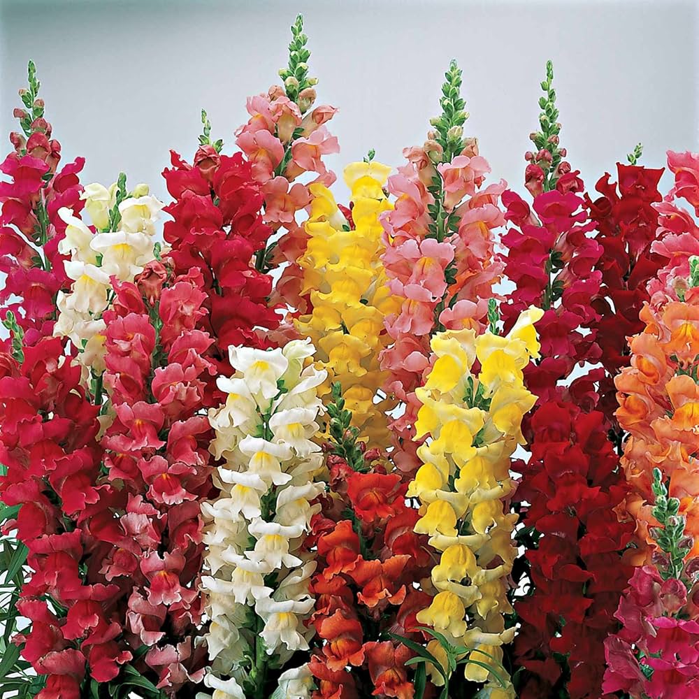 Mixed Snapdragon Flower Seeds for Planting - 100 pcs