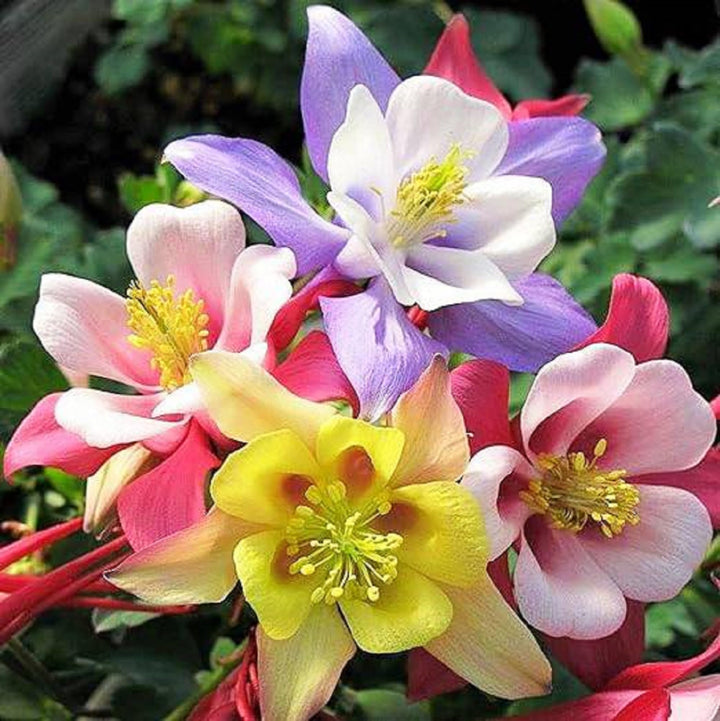 Heirloom Non-GMO Multi-Colored Columbine Flower Seeds for Planting – Vibrant Perennial Garden Seeds
