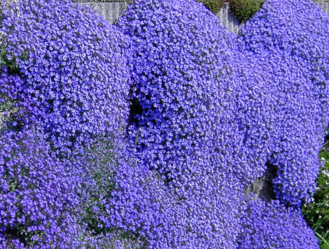 Aubrieta Blomsterfrø til Plantning Mørkeblå 100 stk