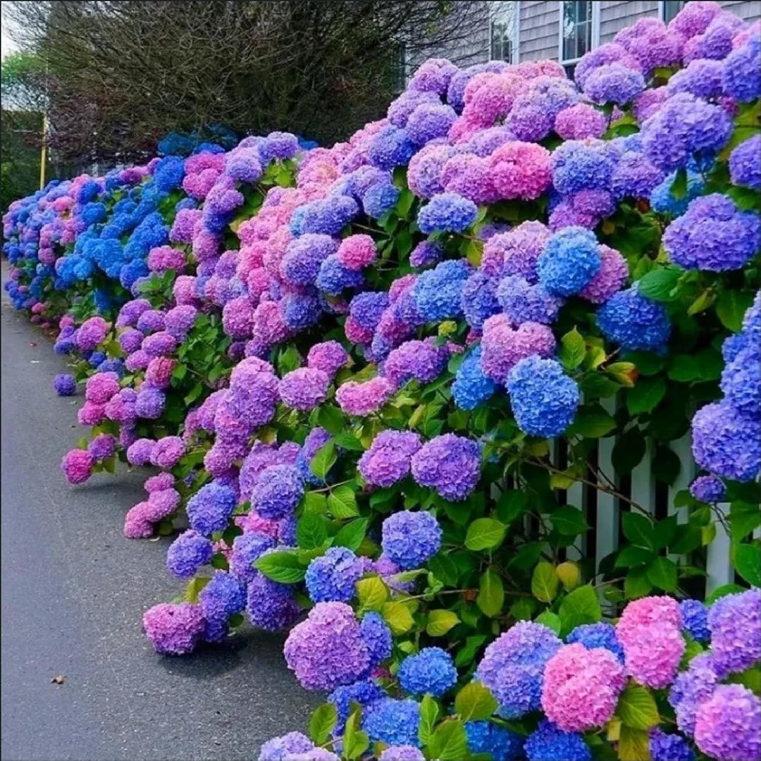 Blå, lyserød, lilla hortensia blomsterfrø til plantning, 100 stk.