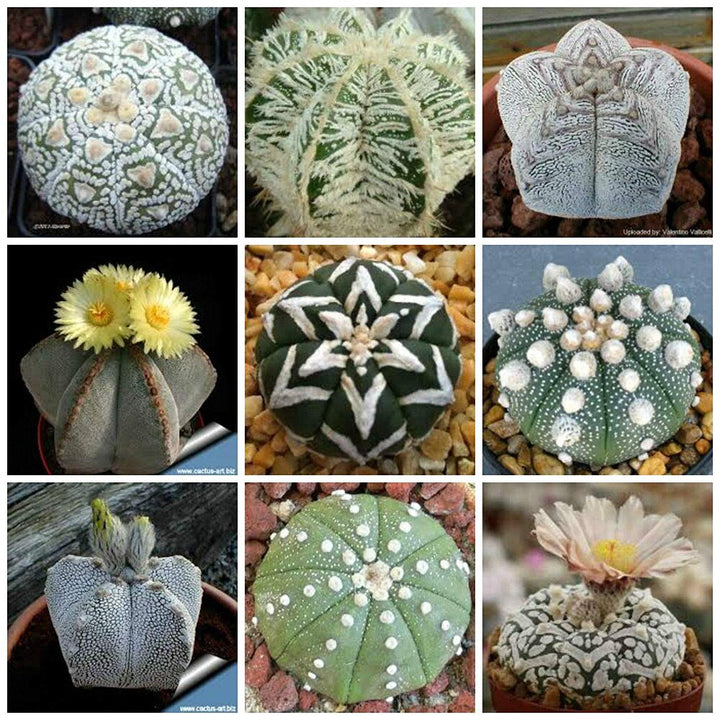 Astrophytum plantefrø til udplantning, 100 stk