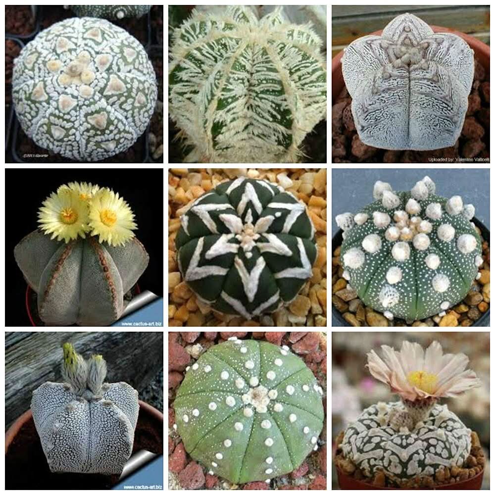 heirloom non flower seeds