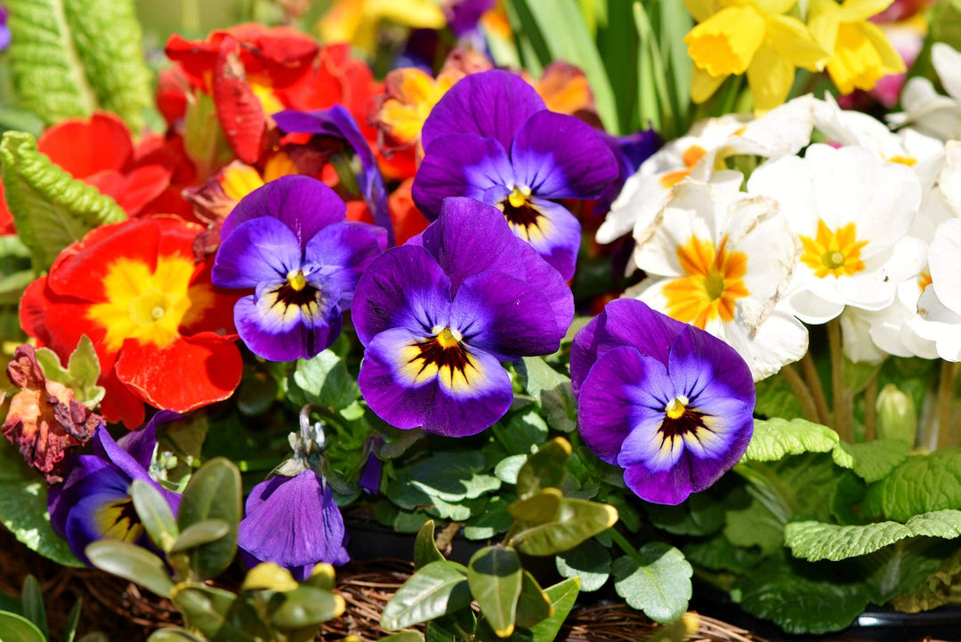 double pansy flower seeds