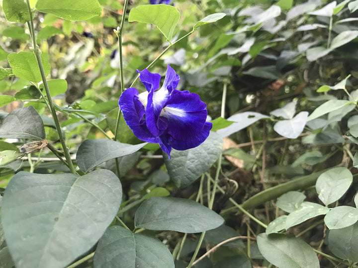 Klitoria Blomsterfrø til Plantning 100 stk