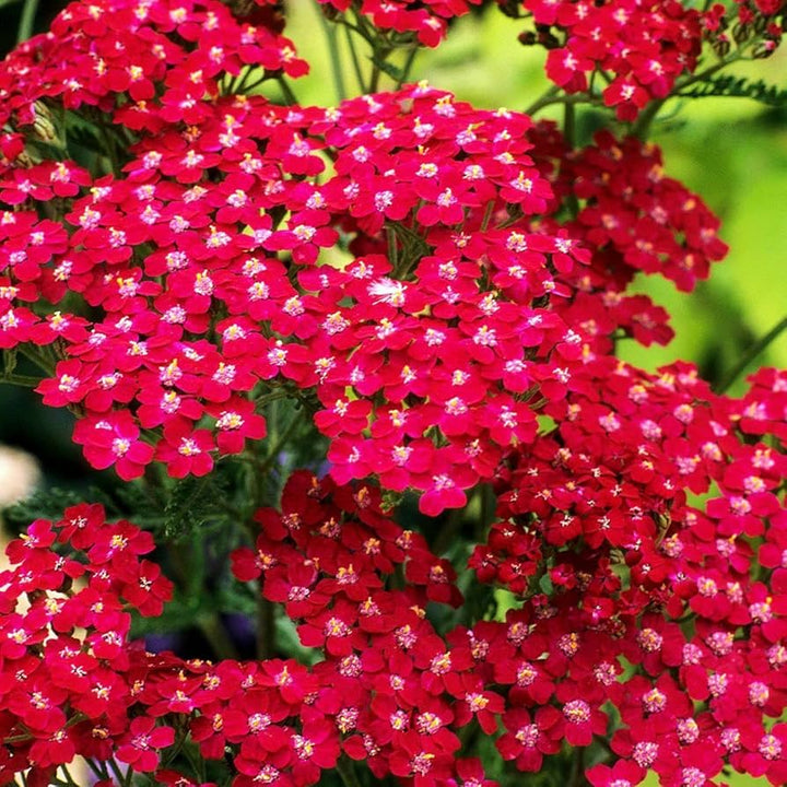 Red Yarrow Flower Seeds for Planting 100 pcs