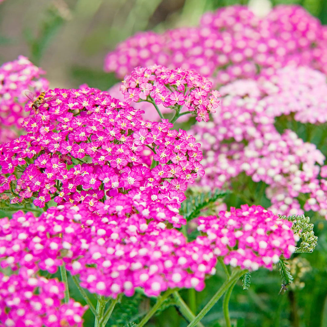yarrow achillea flower seeds