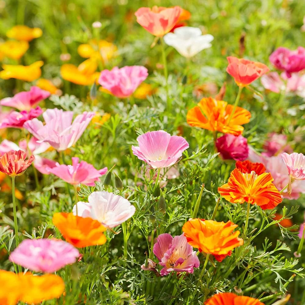 giganteum poppy flower seeds