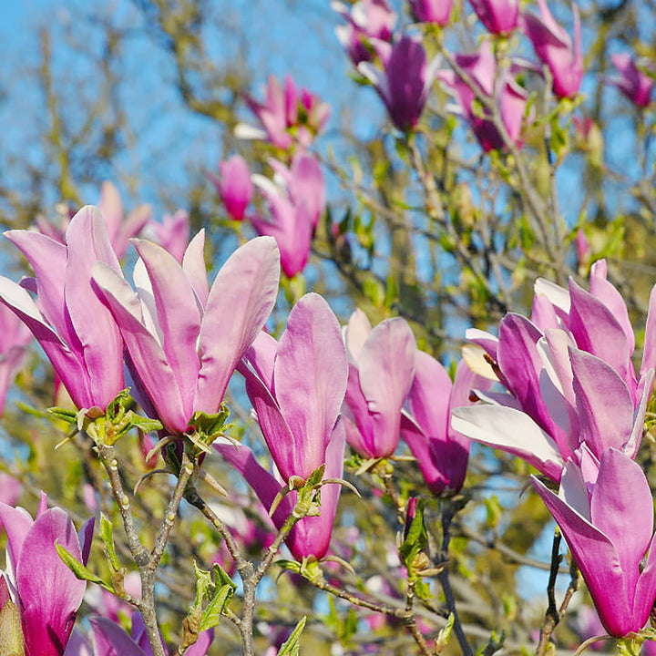 Heirloom Magnolia Liliiflora Flower Seeds for Planting – Non-GMO, Organic Garden Seeds with High Germination