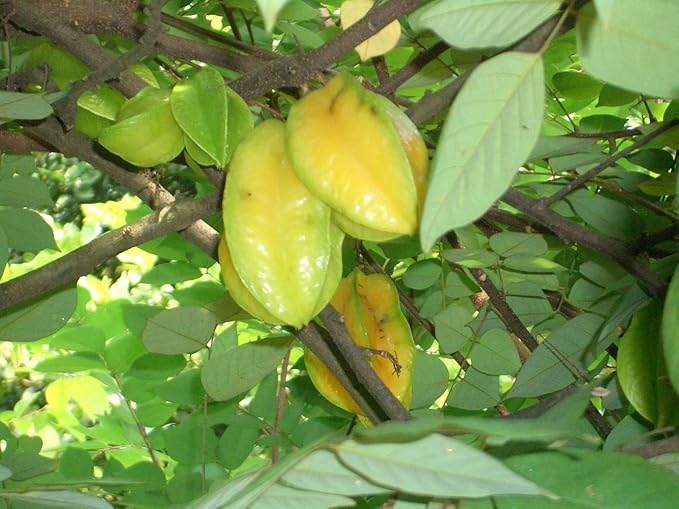 Yellow Carambola Starfruit Seeds – Tropical Fruit Seeds for Garden or Backyard Growing