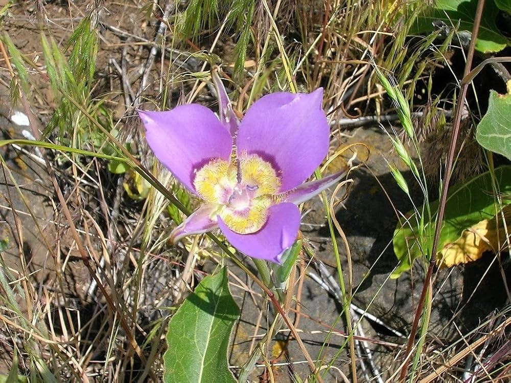 Heirloom Non-GMO Calochortus macrocarpus Flower Seeds – Sagebrush Mariposa Lily Seeds for Native Wildflower Gardens