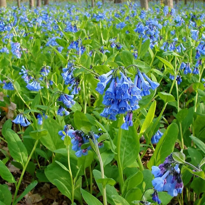 Mertensia blomsterfrø til plantning - 100 stk