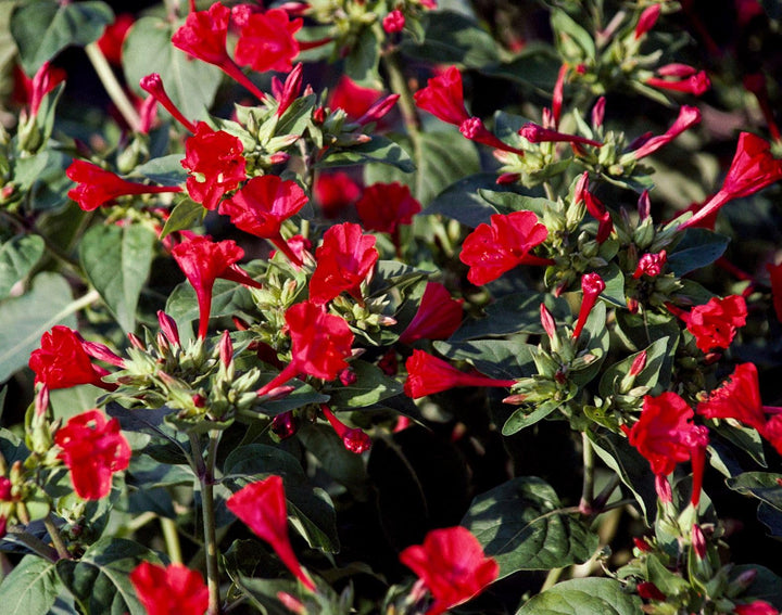 Red Mirabilis Flower Seeds for Garden – Heirloom, Non-GMO, High Germination Seeds for Vibrant Blooms