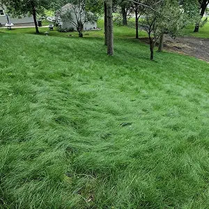 high fescue flower seeds