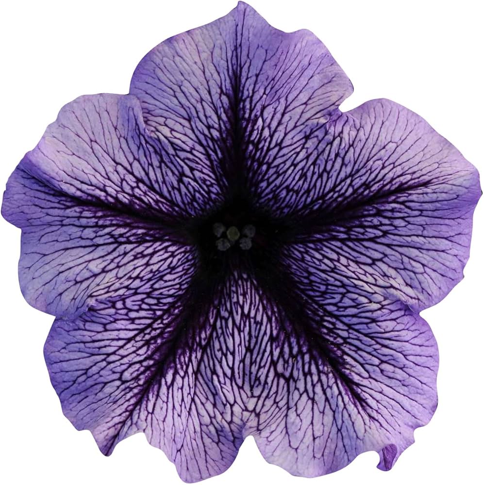 purple futaba flower seeds,Purple Futaba Petunia Kabloom Calibrachoa Tinted Flower 