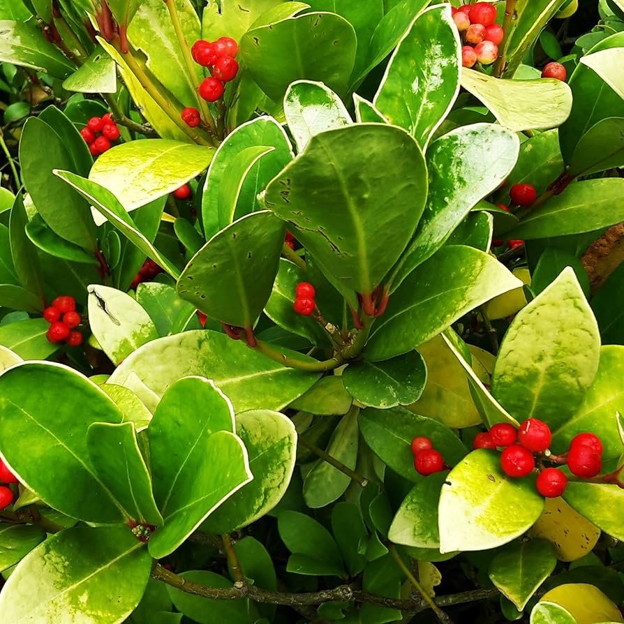 wintergreen flower flower seeds