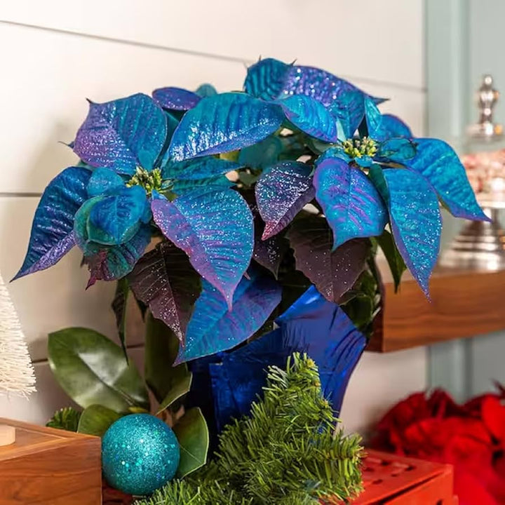 Deep Blue Poinsettia Flower Seeds for Planting – Heirloom Non-GMO Organic Garden Seeds, High Germination