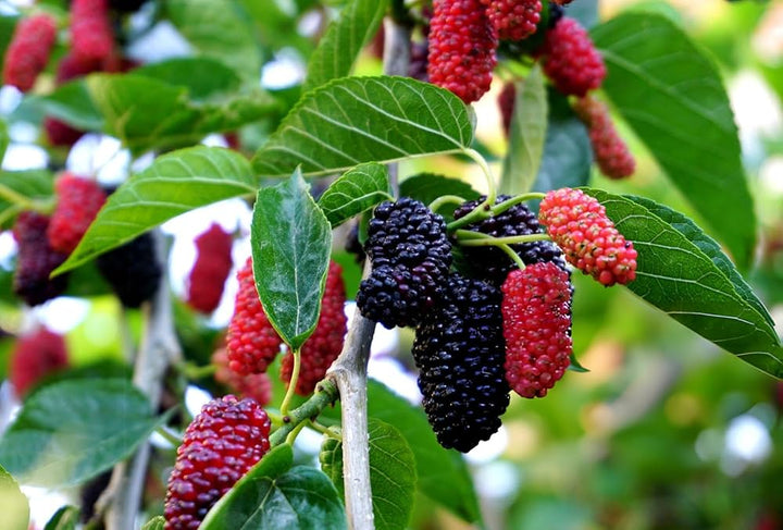 Mulberry Fruit Seeds, Plant for Sweet and Juicy Berries  100 pcs