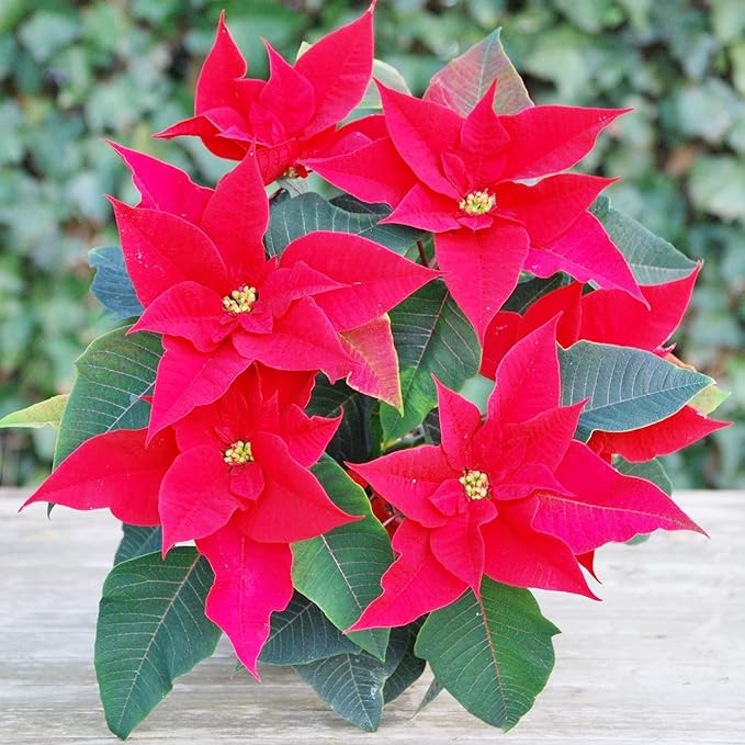 poinsettia euphorbia flower seeds