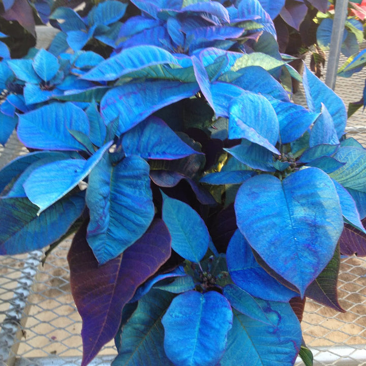 Deep Blue Poinsettia Flower Seeds for Planting – Heirloom Non-GMO Organic Garden Seeds, High Germination