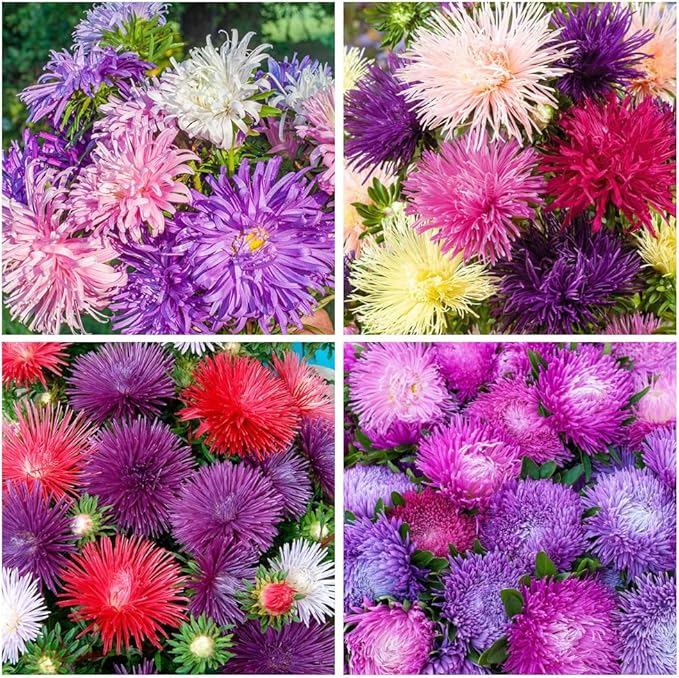 purple puderquaste flower seeds
