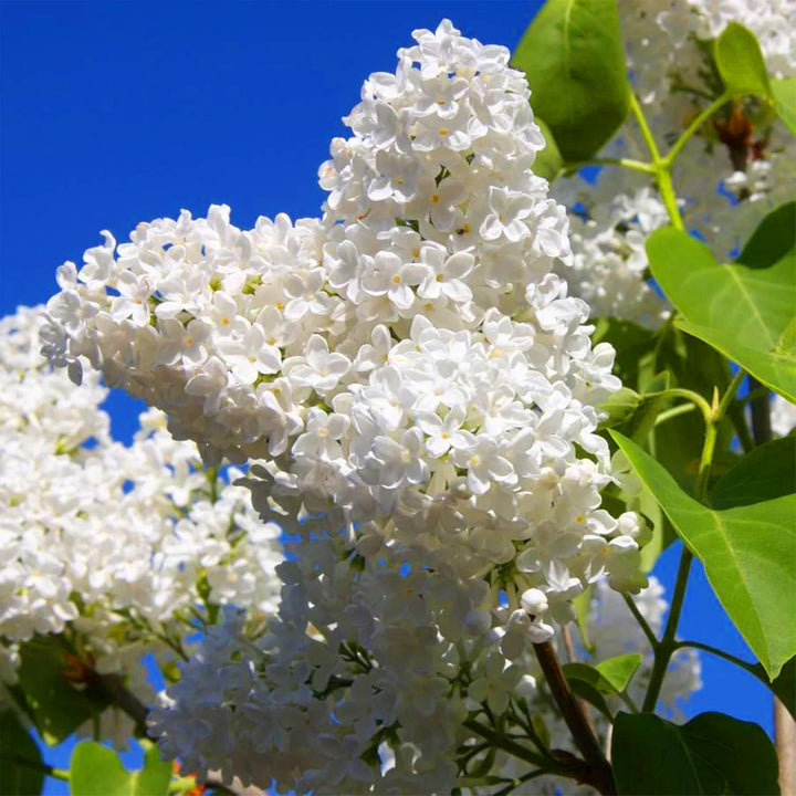 White Japanese Lilac Seeds for Planting – Non-GMO Heirloom Garden Seeds