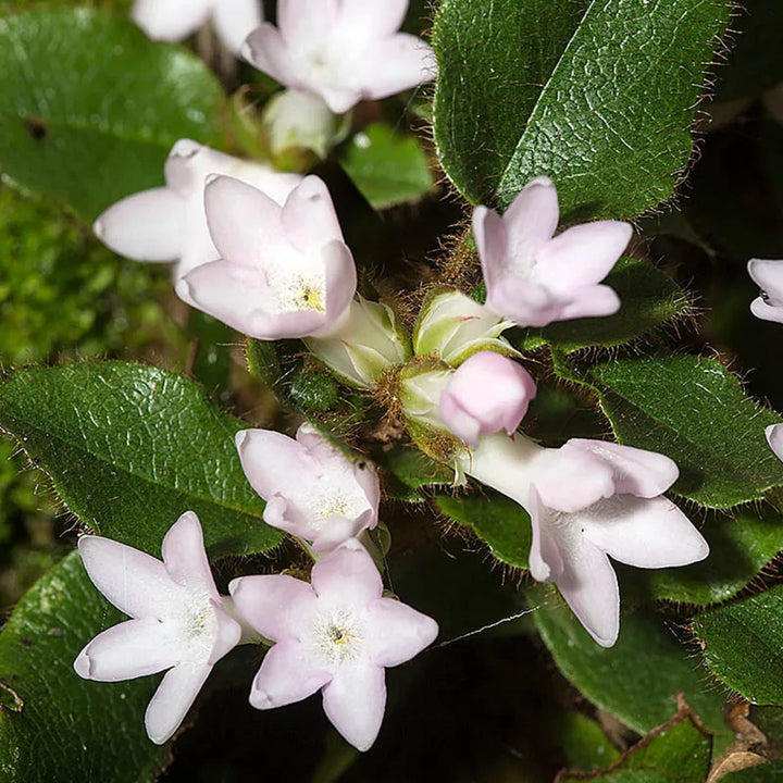 Trailing Arbutus Plant Seeds for Planting 100 pcs