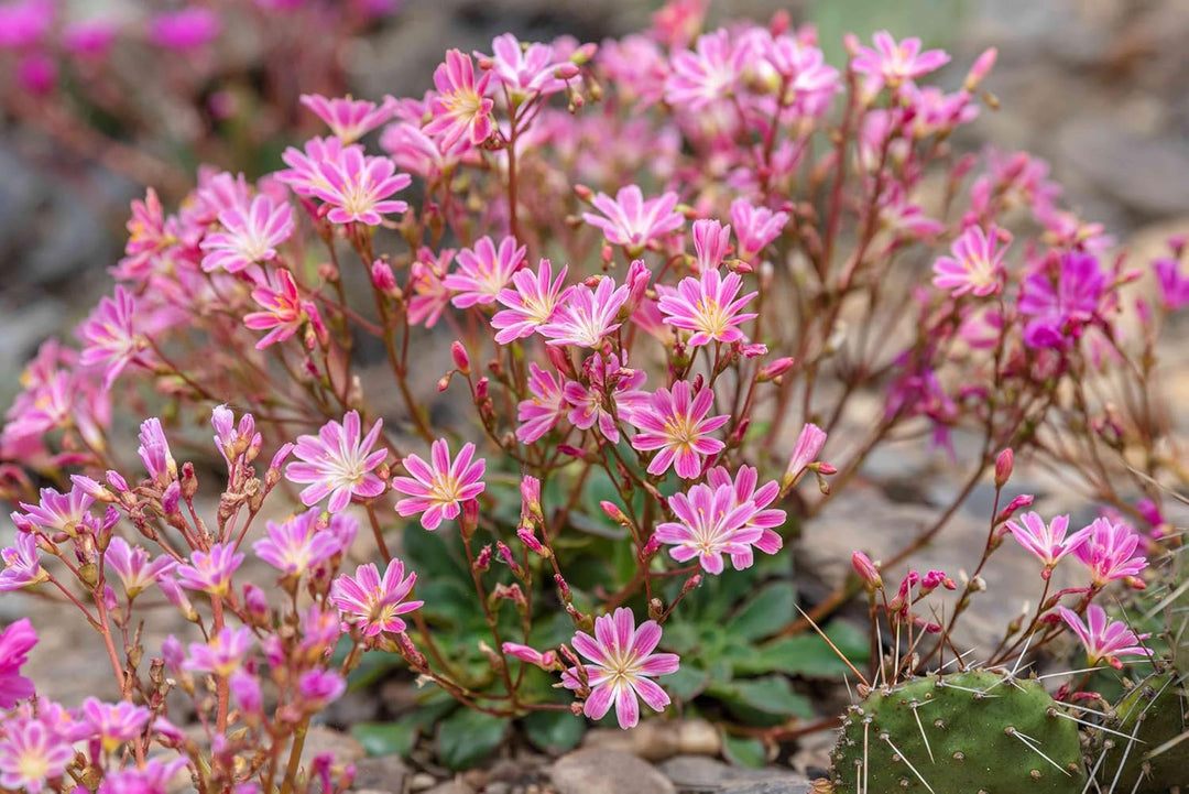 heirloom lewisia flower seeds