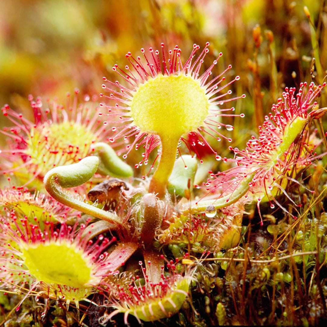 Pale Pink Sundew Flower Seeds – Heirloom Non-GMO High Germination Carnivorous Plant Seeds for Garden Planting
