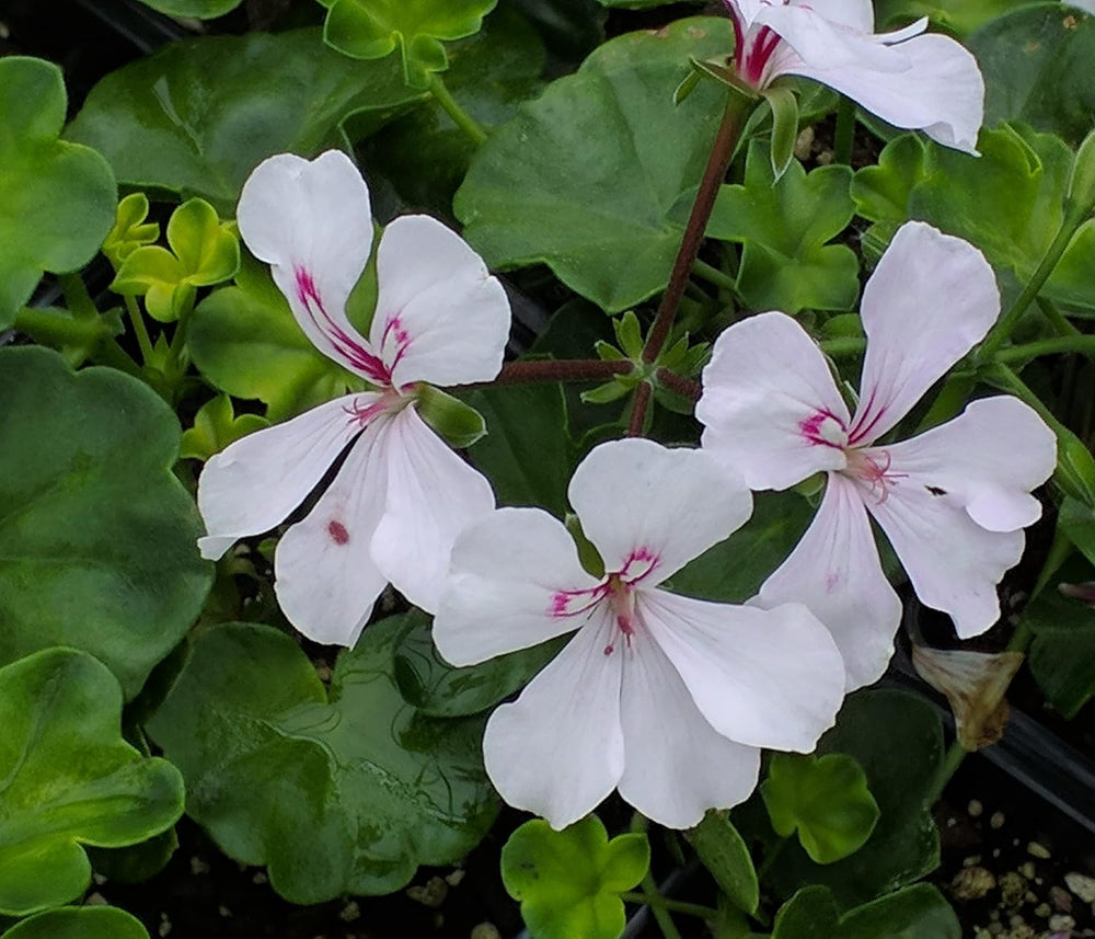 Flower Seeds, Seeds for Planting, Plant Seeds