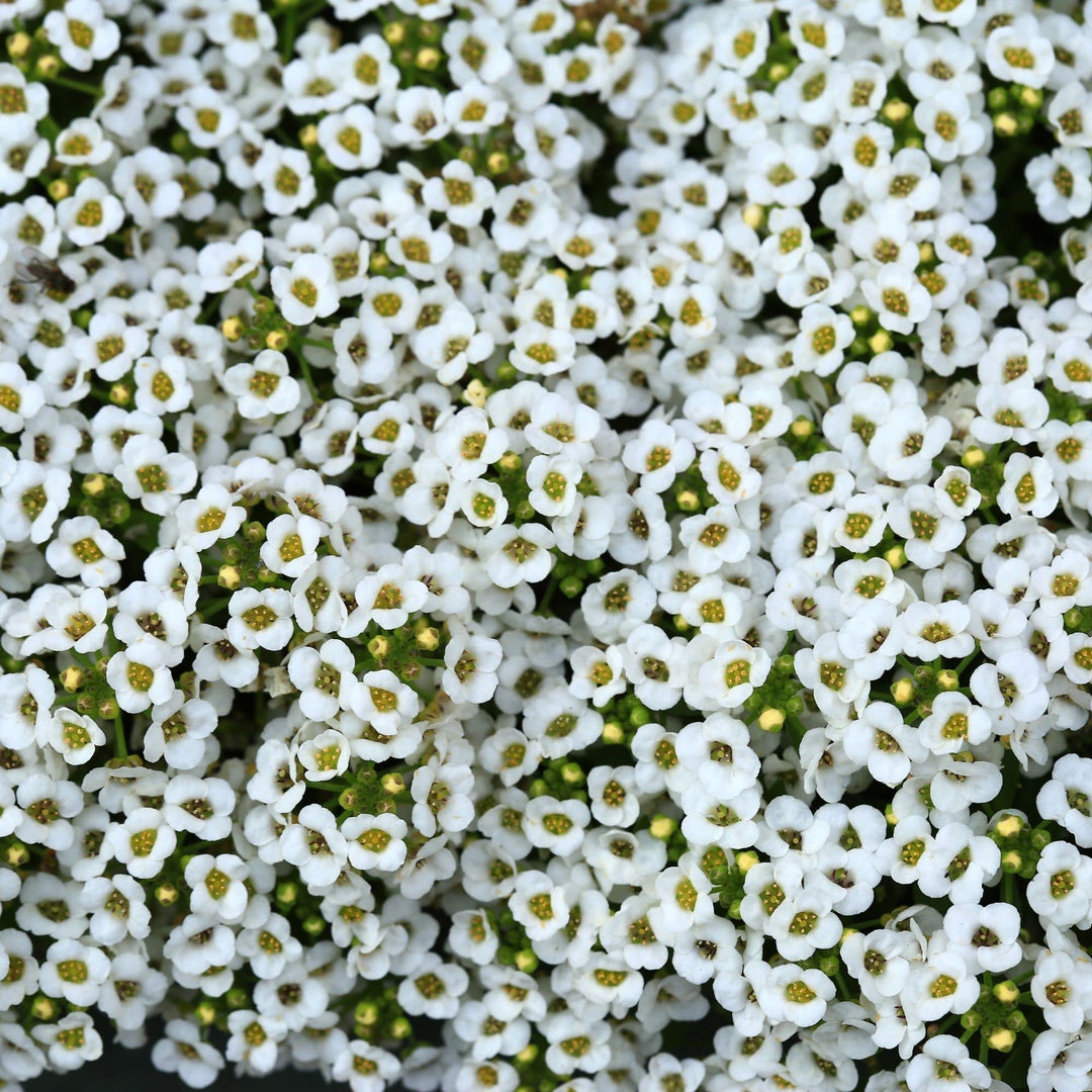 alyssum snow flower seeds