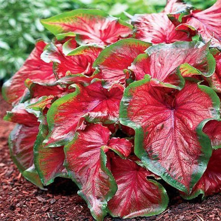 Caladium Bicolor Red Flower Seeds for Planting 100 pcs