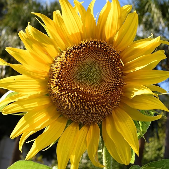 sunflower mammoth flower seeds