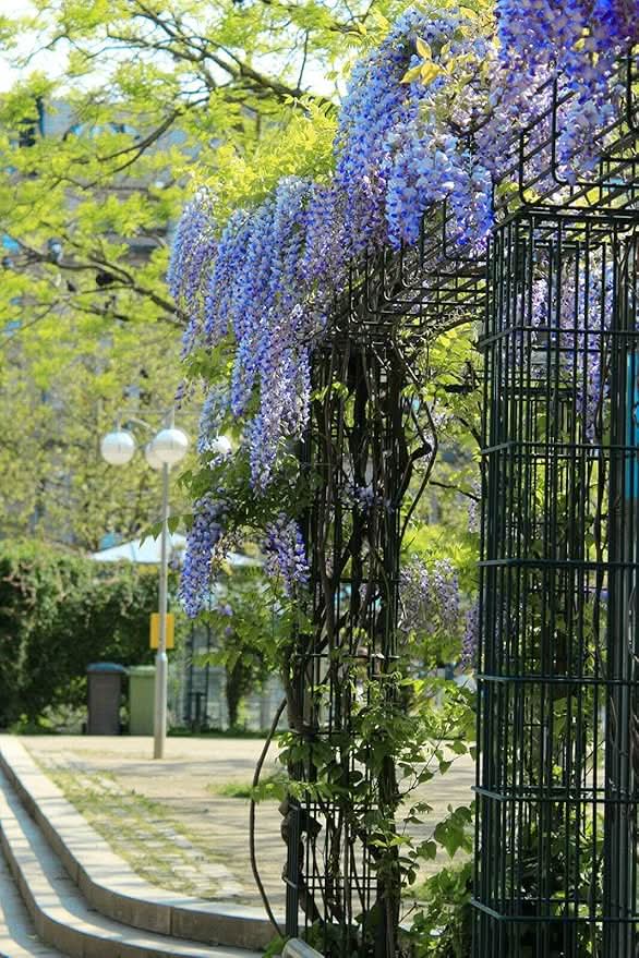 blue japanese flower seeds