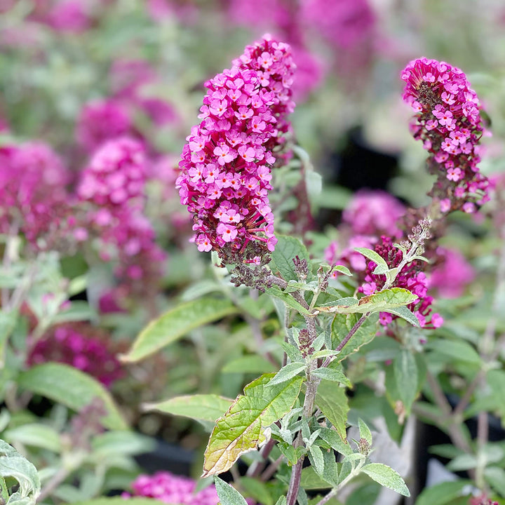 Mørkelyserød Buddleia Butterfly Bush Plantefrø til udplantning - 100 stk