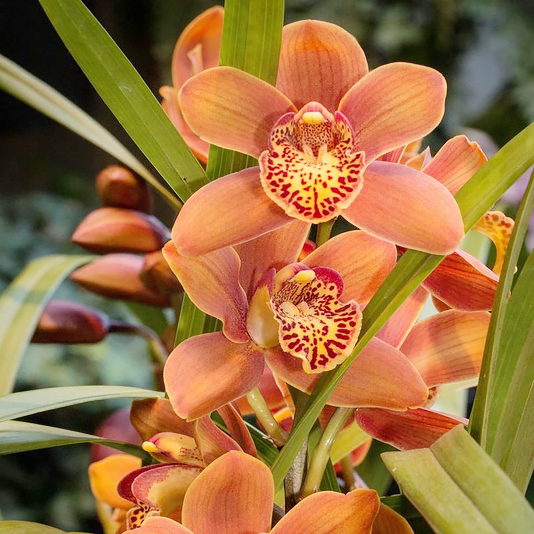 cymbidium orchid flower seeds