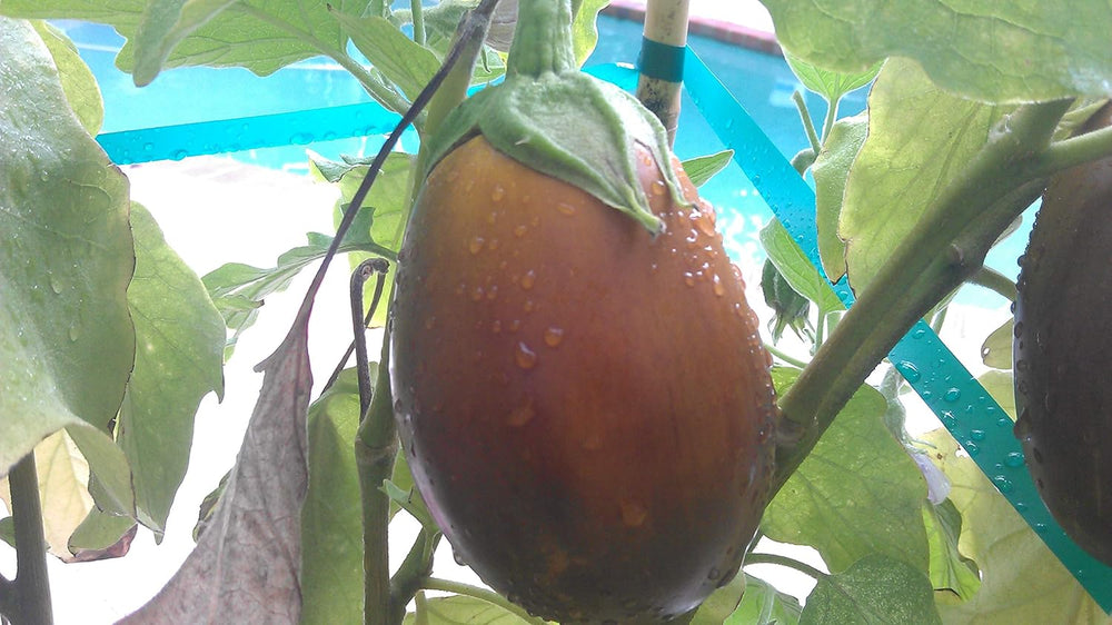 Brown Eggplant Seeds for Planting