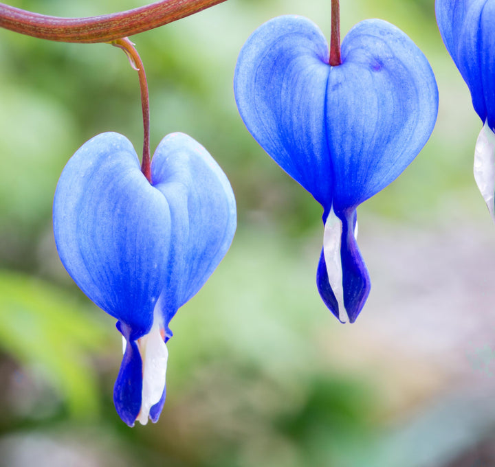 Blue Bleeding Heart Flower Seeds for Planting - 100 pcs