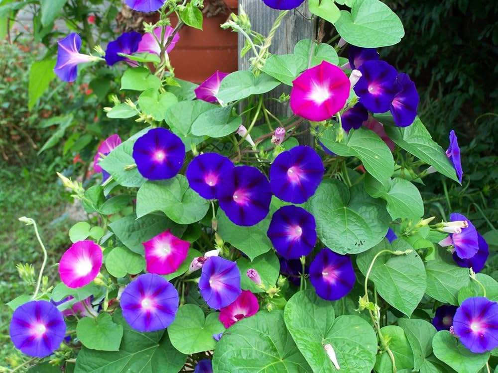 high quality flower seeds