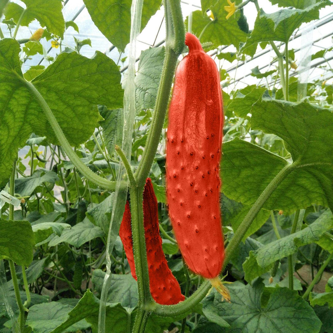 red cucumber flower seeds