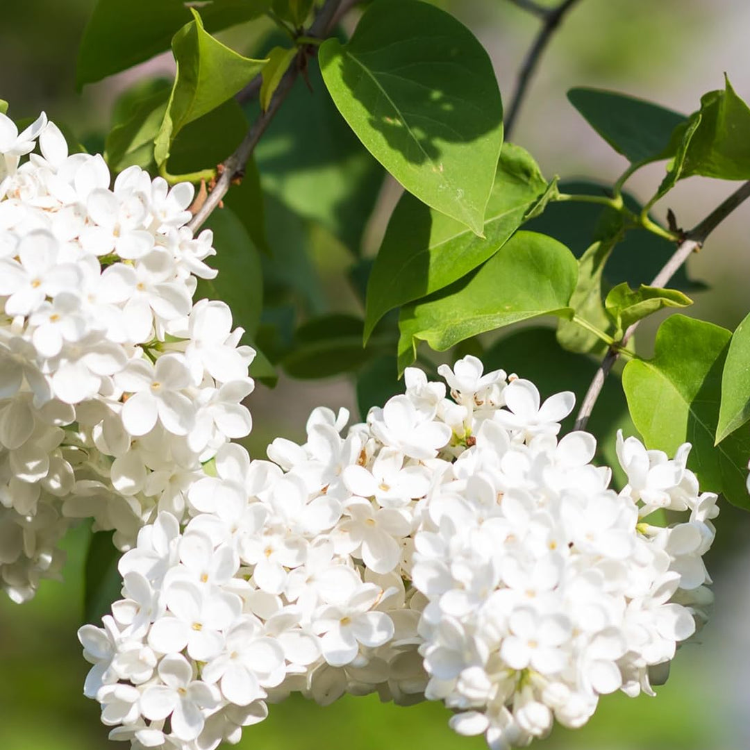 White Japanese Lilac Seeds for Planting – Non-GMO Heirloom Garden Seeds