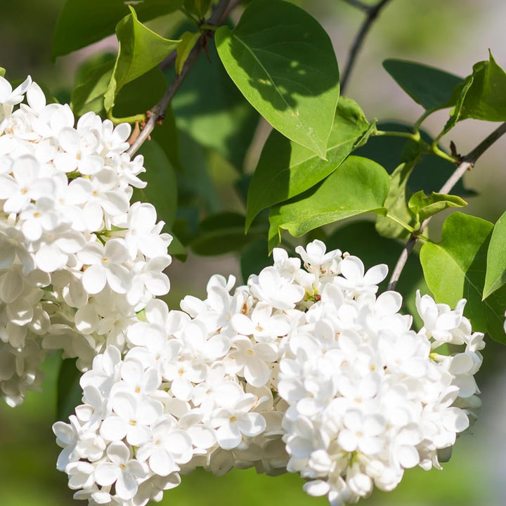 White Japanese Lilac Seeds for Planting – Non-GMO Heirloom Garden Seeds