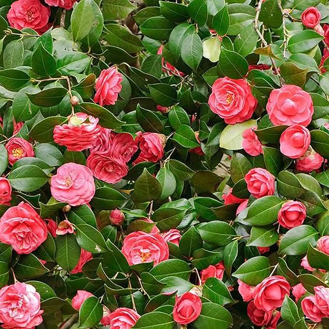 camellia mixed flower seeds