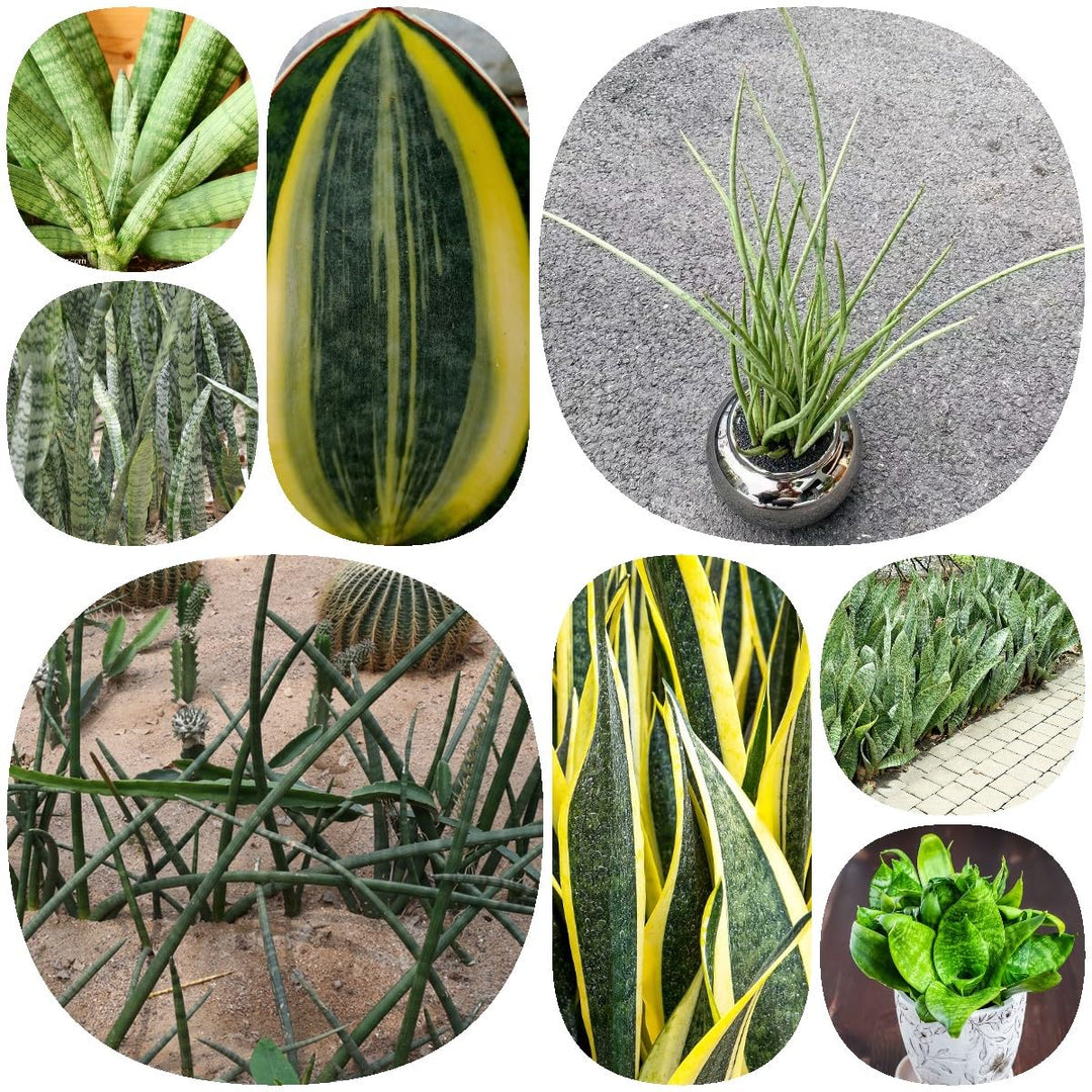 Sansevieria Plant Seeds for Planting - Mixed 100 pcs