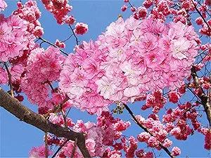 cherry blossom flower seeds