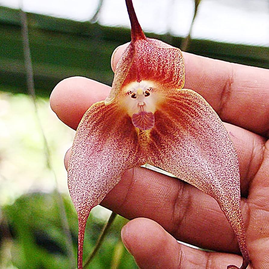 dracula orchid flower seeds