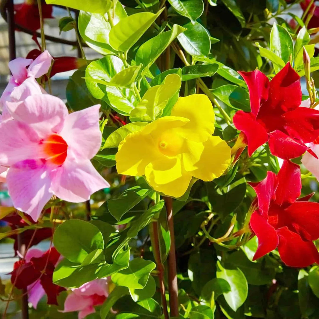mandevilla plant seeds Mixed Mandevilla Sanderi Flower Seeds – Heirloom, Non-GMO, High Germination Organic Garden Seeds for Planting